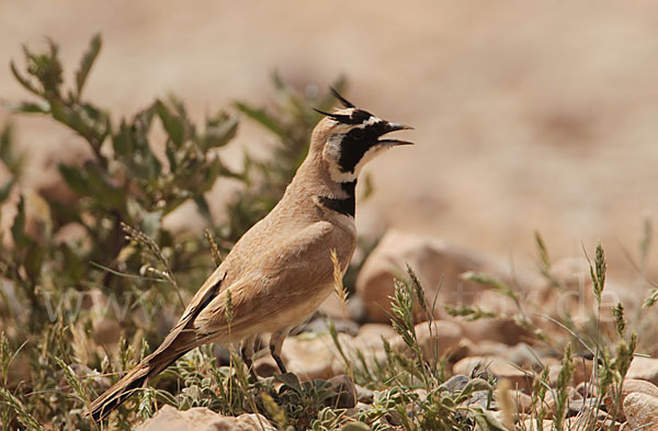 Saharaohrenlerche (Eremophila bilopha)