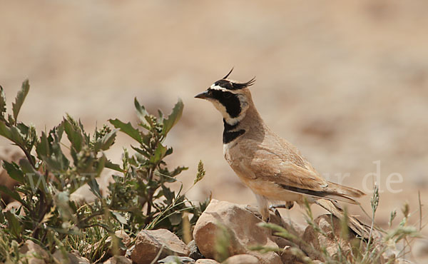 Saharaohrenlerche (Eremophila bilopha)