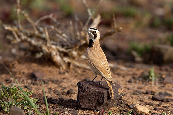 Saharaohrenlerche (Eremophila bilopha)