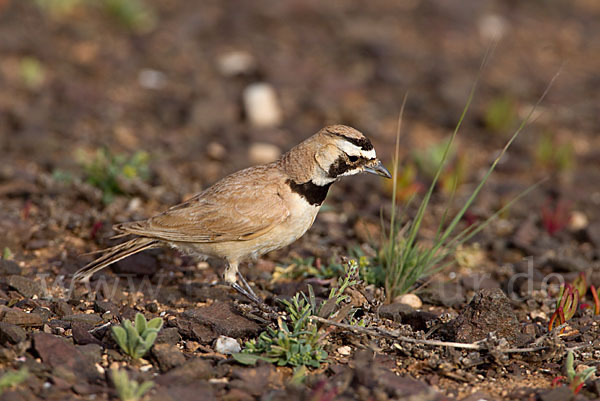 Saharaohrenlerche (Eremophila bilopha)