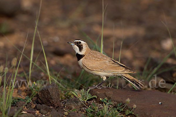 Saharaohrenlerche (Eremophila bilopha)