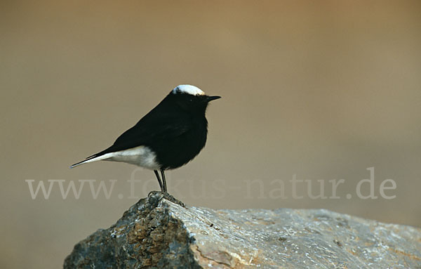 Saharasteinschmätzer (Oenanthe leucopyga)