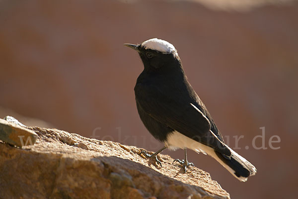 Saharasteinschmätzer (Oenanthe leucopyga)