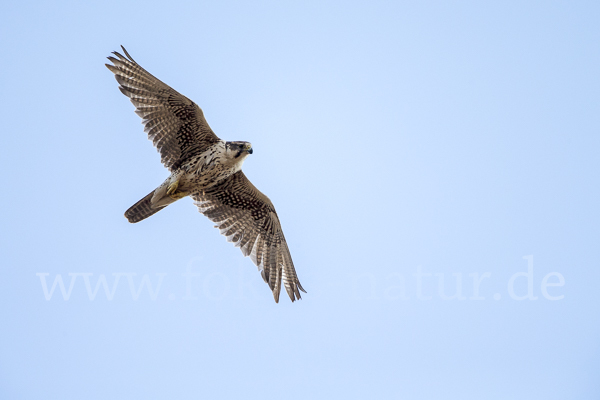 Sakerfalke (Falco cherrug)