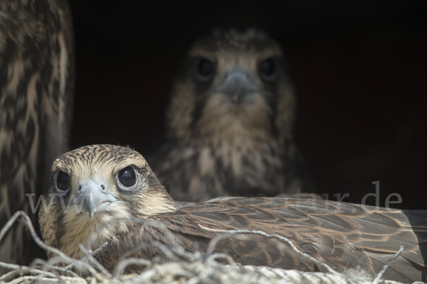 Sakerfalke (Falco cherrug)