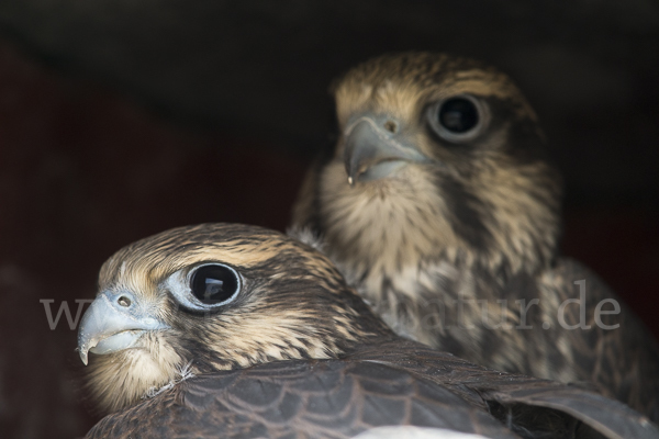 Sakerfalke (Falco cherrug)