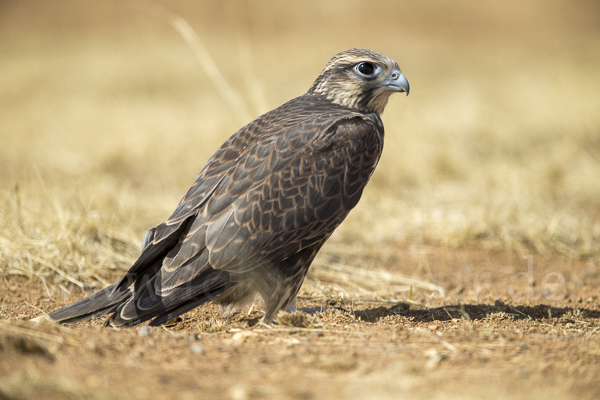 Sakerfalke (Falco cherrug)