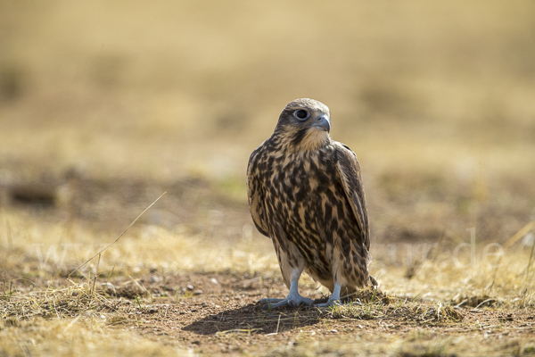 Sakerfalke (Falco cherrug)