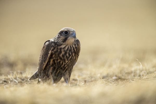 Sakerfalke (Falco cherrug)