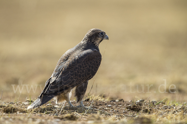 Sakerfalke (Falco cherrug)