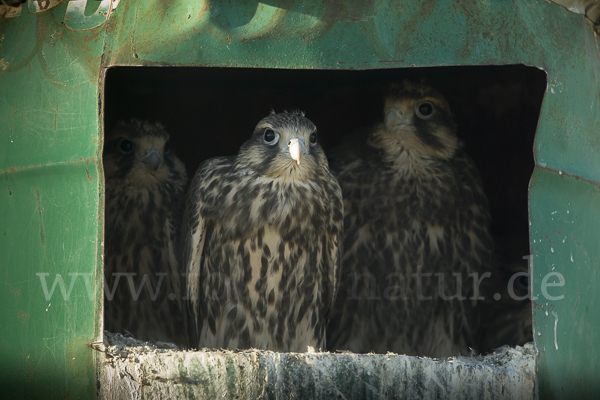 Sakerfalke (Falco cherrug)