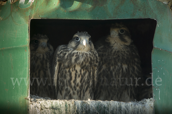 Sakerfalke (Falco cherrug)