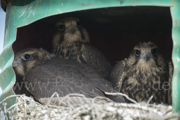 Sakerfalke (Falco cherrug)