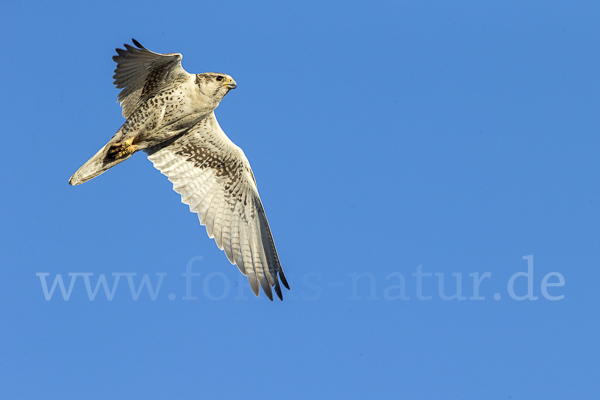 Sakerfalke (Falco cherrug)