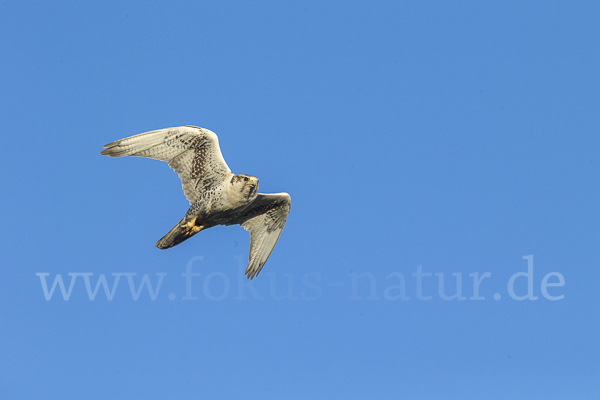 Sakerfalke (Falco cherrug)