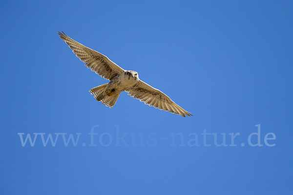 Sakerfalke (Falco cherrug)