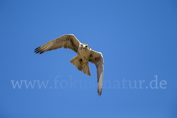 Sakerfalke (Falco cherrug)