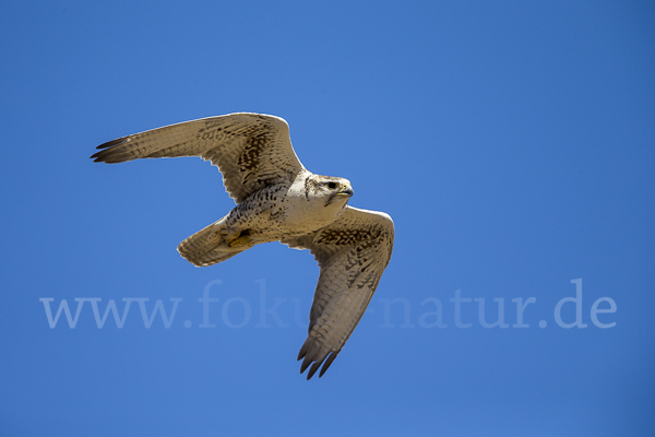 Sakerfalke (Falco cherrug)