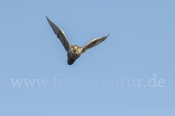 Sakerfalke (Falco cherrug)