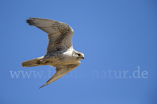 Sakerfalke (Falco cherrug)