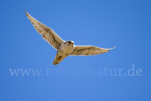 Sakerfalke (Falco cherrug)