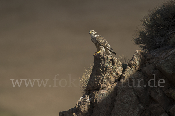 Sakerfalke (Falco cherrug)