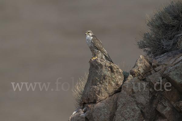 Sakerfalke (Falco cherrug)