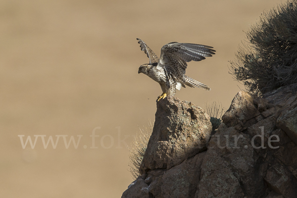 Sakerfalke (Falco cherrug)