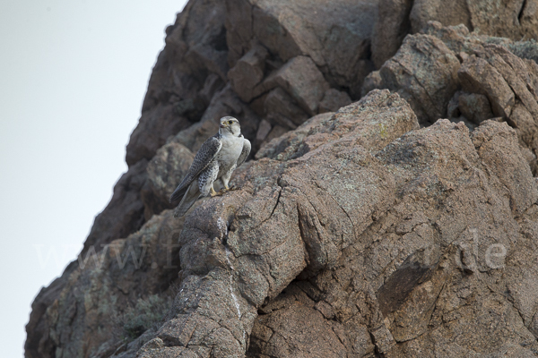 Sakerfalke (Falco cherrug)