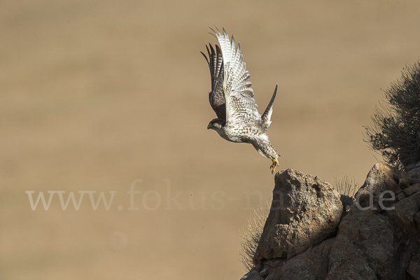 Sakerfalke (Falco cherrug)