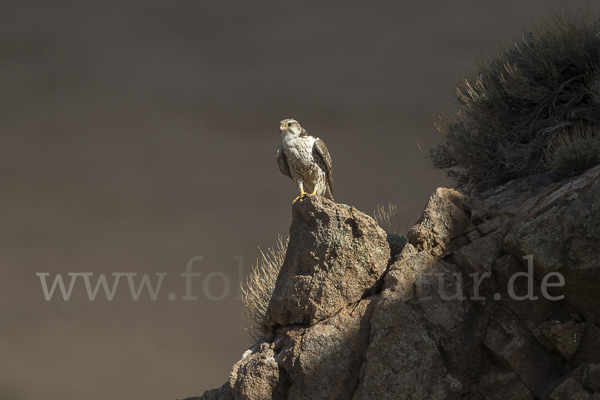 Sakerfalke (Falco cherrug)