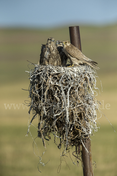 Sakerfalke (Falco cherrug)