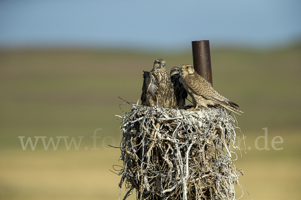 Sakerfalke (Falco cherrug)