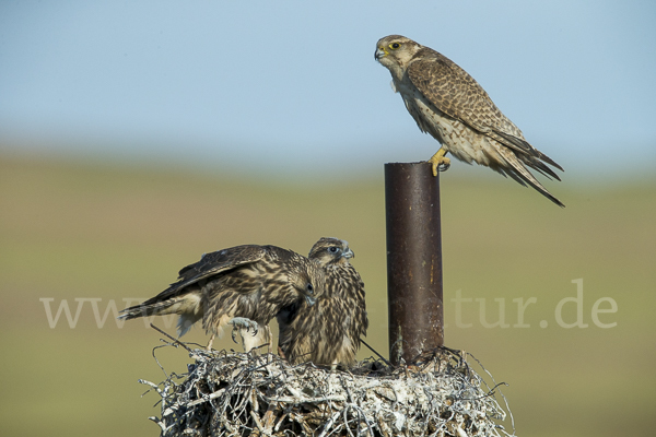 Sakerfalke (Falco cherrug)