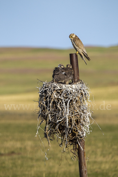 Sakerfalke (Falco cherrug)