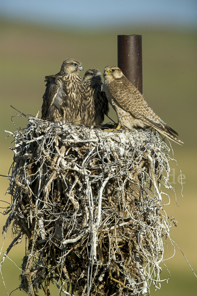 Sakerfalke (Falco cherrug)