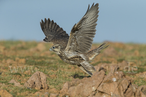 Sakerfalke (Falco cherrug)