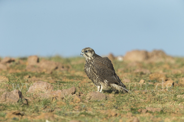 Sakerfalke (Falco cherrug)