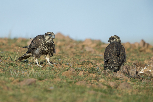 Sakerfalke (Falco cherrug)