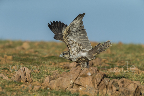 Sakerfalke (Falco cherrug)