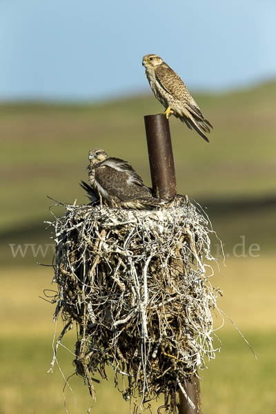 Sakerfalke (Falco cherrug)