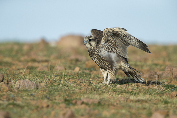 Sakerfalke (Falco cherrug)