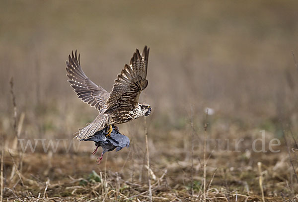 Sakerfalke (Falco cherrug)