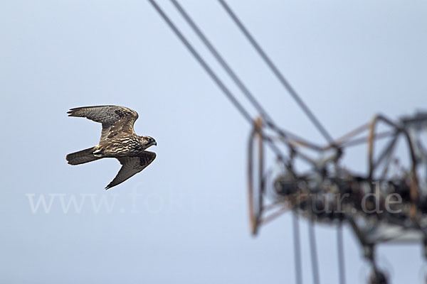 Sakerfalke (Falco cherrug)