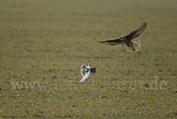 Sakerfalke (Falco cherrug)