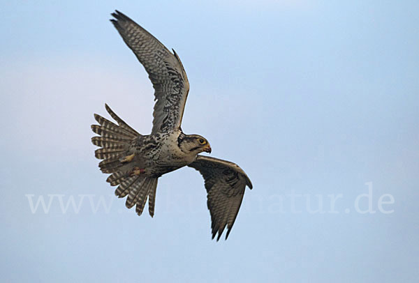 Sakerfalke (Falco cherrug)