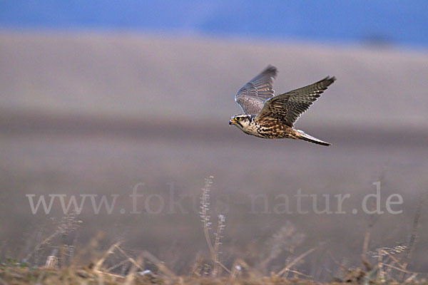 Sakerfalke (Falco cherrug)