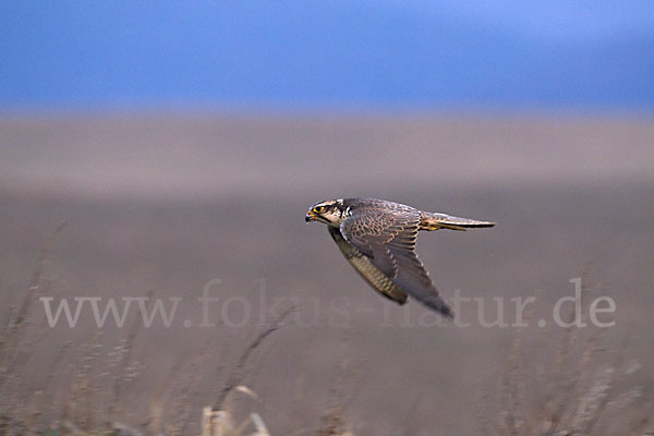 Sakerfalke (Falco cherrug)