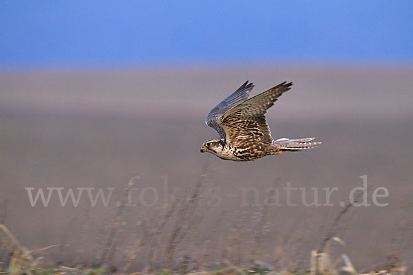 Sakerfalke (Falco cherrug)