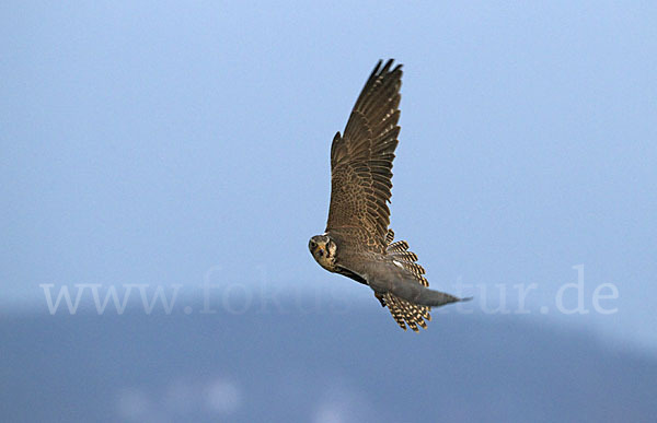 Sakerfalke (Falco cherrug)